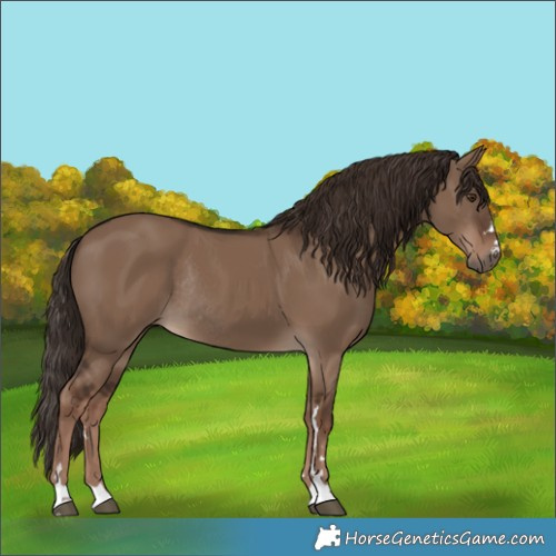 Horse Color:Liver Red Dun Rabicano