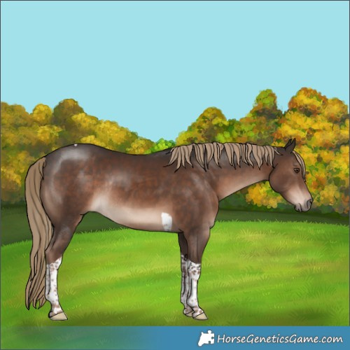 Horse Color:Liver Chestnut Tobiano Rabicano 