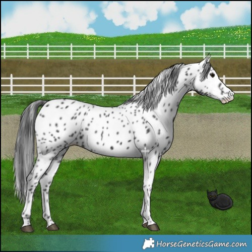 Horse Color:Black Appaloosa 