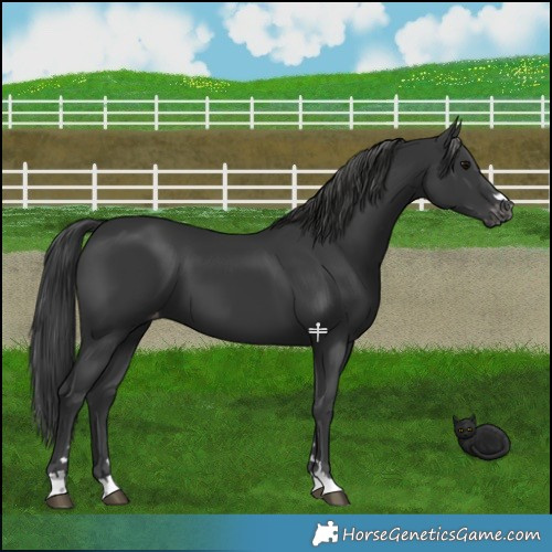 Horse Color:Black Appaloosa 