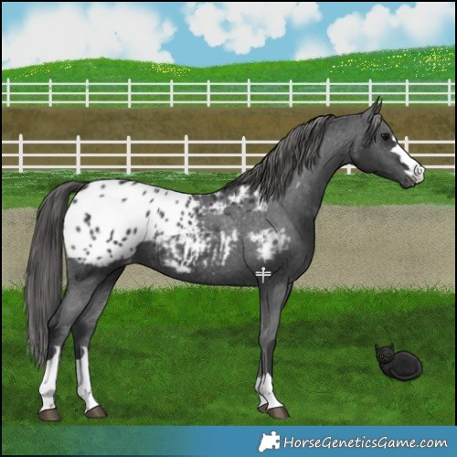 Horse Color:Black Appaloosa 