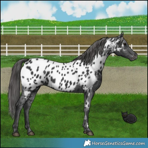 Horse Color:Black Appaloosa 