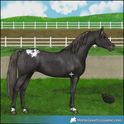 Horse Color:Smoky Black Appaloosa 