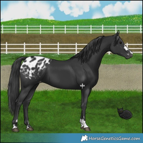 Horse Color:Black Appaloosa 