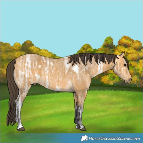 Horse Color:White Spotted Buckskin Ice 