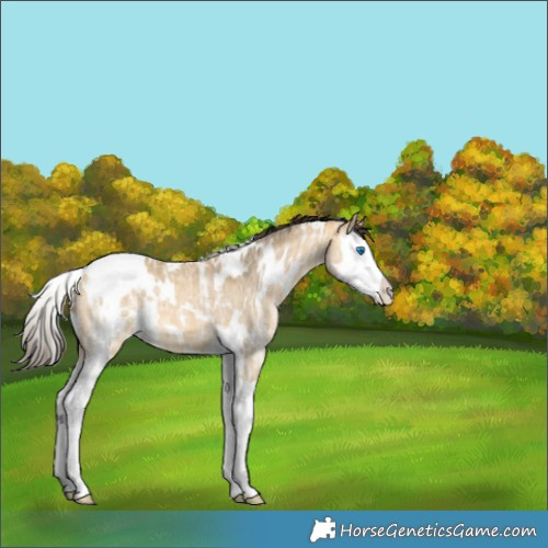 Horse Color:White Spotted Buckskin Ice Dun Splash 