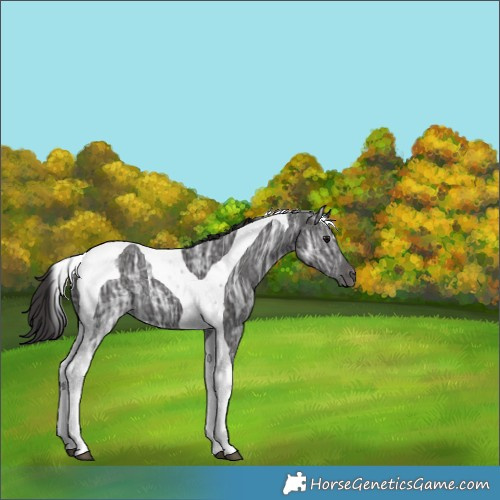 Horse Color:Smoky Black Ice Tobiano 