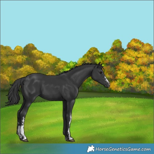 Horse Color:Black Sabino 