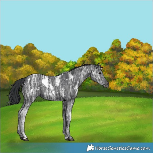 Horse Color:White Spotted Black Ice 