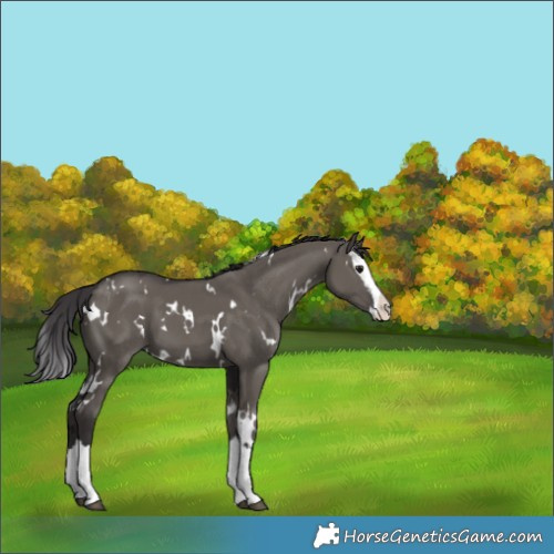 Horse Color:White Spotted Smoky Grullo Splash 