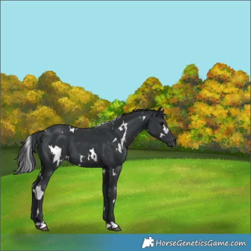 Horse Color:White Spotted Black 