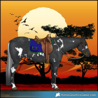 Horse Color:White Spotted Black 