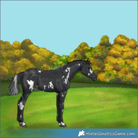 Horse Color:White Spotted Black