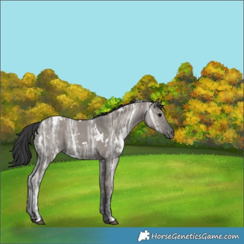 Horse Color:White Spotted Grullo Ice 