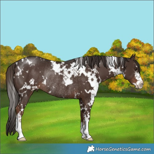 Horse Color:White Spotted Liver Chestnut Rabicano 