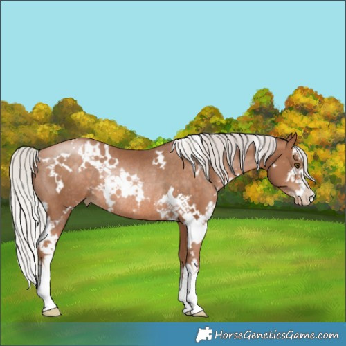Horse Color:White Spotted Silver Brown Pearl Rabicano 