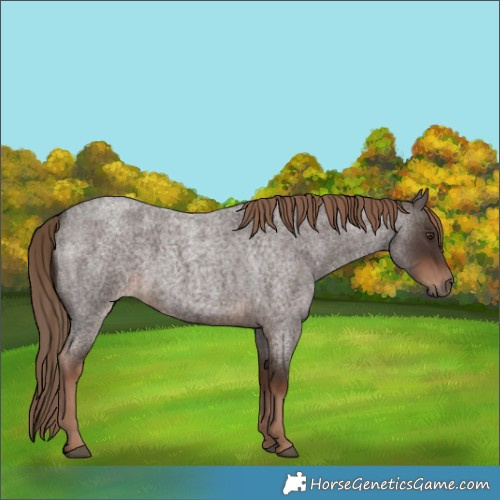 Horse Color:Liver Red Roan 