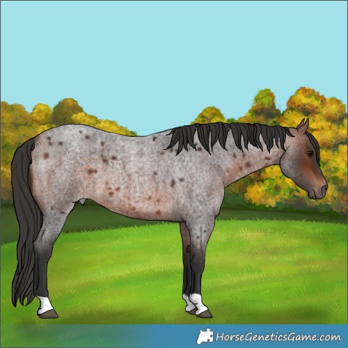Horse Color:Bay Roan 