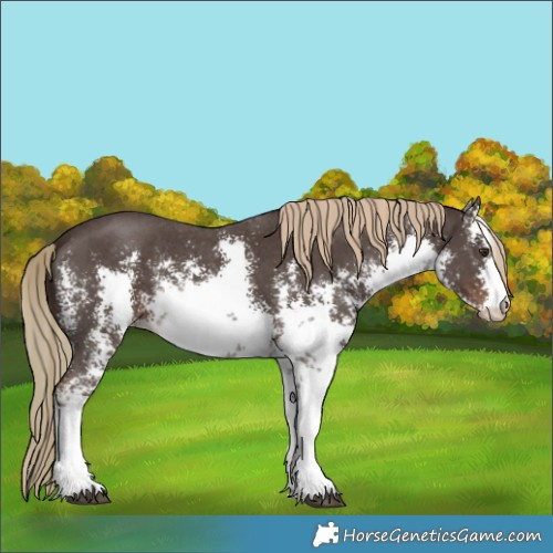 Horse Color:White Spotted Liver Chestnut Sabino Appaloosa 