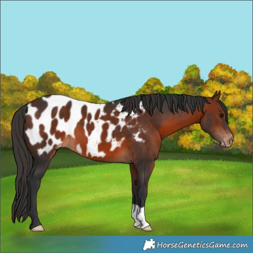 Horse Color:Bay Appaloosa 