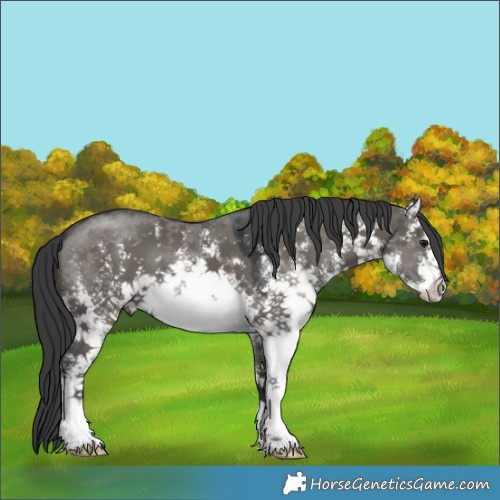 Horse Color:White Spotted Grullo Sabino 