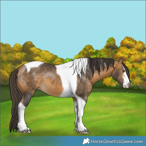 Horse Color:White Spotted Buckskin Tobiano 