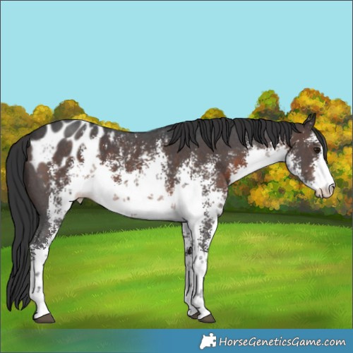 Horse Color:White Spotted Brown Sabino Appaloosa 