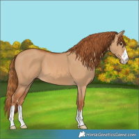 Horse Color:Red Dun 