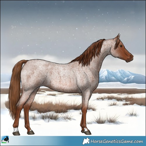 Horse Color:Red Roan 