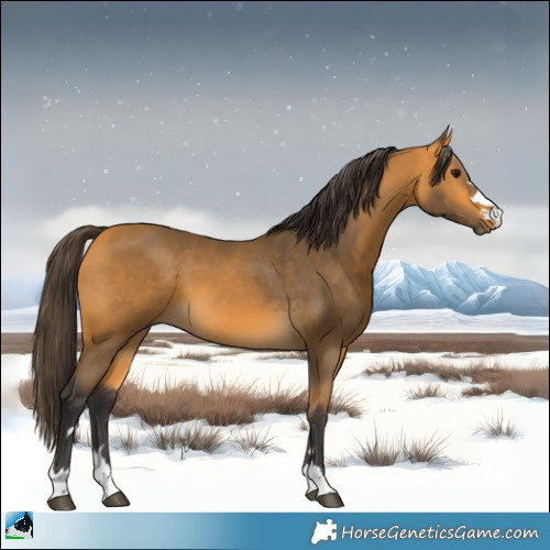 Horse Color:Buckskin 