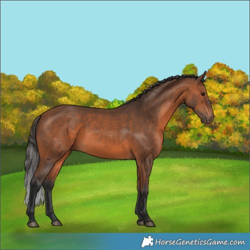 Horse Color:White Spotted Bay 