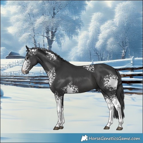 Horse Color:White Spotted Black 