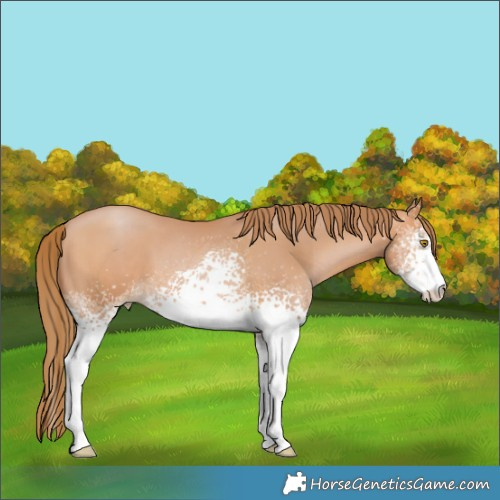 Horse Color:White Spotted Bay Pearl 