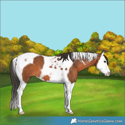 Horse Color:White Spotted Bay Splash Tobiano 