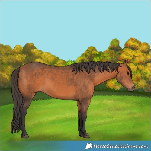 Horse Color:White Spotted Bay 
