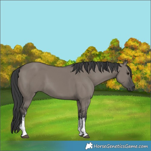 Horse Color:White Spotted Grullo 