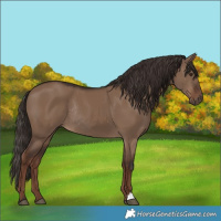 Horse Color:Liver Red Dun Rabicano 