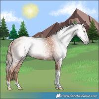 Horse Color:Gray Gold Champagne Tobiano 