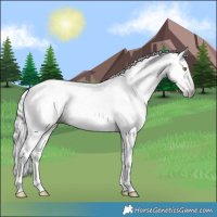 Horse Color:Gray Gold Champagne Tobiano 