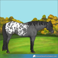 Horse Color:Blue Roan Blanket 