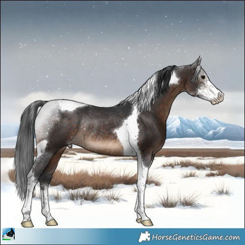 Horse Color:Brown Sabino Tobiano Rabicano 