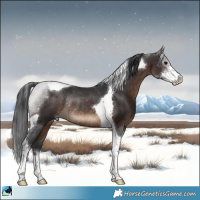 Horse Color:Brown Sabino Tobiano Rabicano
