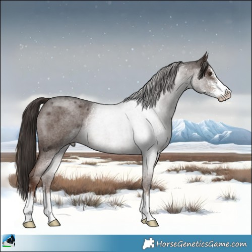 Horse Color:Liver Red Roan Sabino 