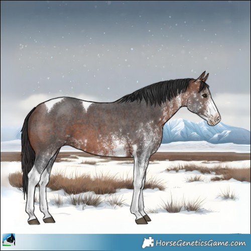 Horse Color:White Spotted Bay Tobiano