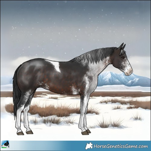 Horse Color:White Spotted Brown Tobiano 
