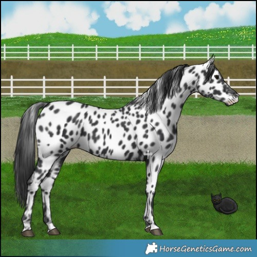 Horse Color:Black Appaloosa 