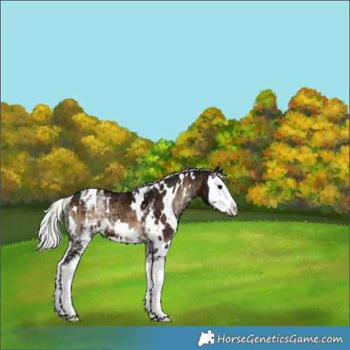 Horse Color:White Spotted Silver Brown Ice Onyx Splash 
