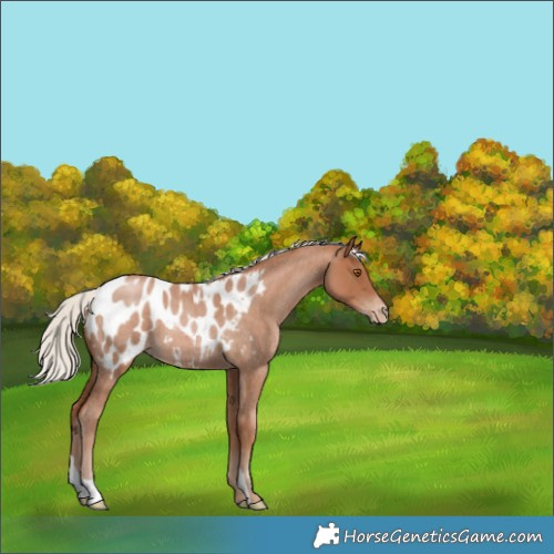 Horse Color:Silver Blue Roan Pearl Appaloosa 