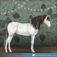 Horse Color:Buckskin Roan Sabino