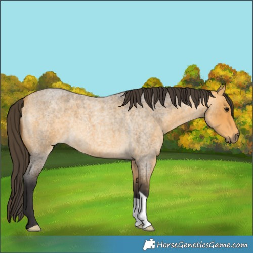 Horse Color:Buckskin Roan 